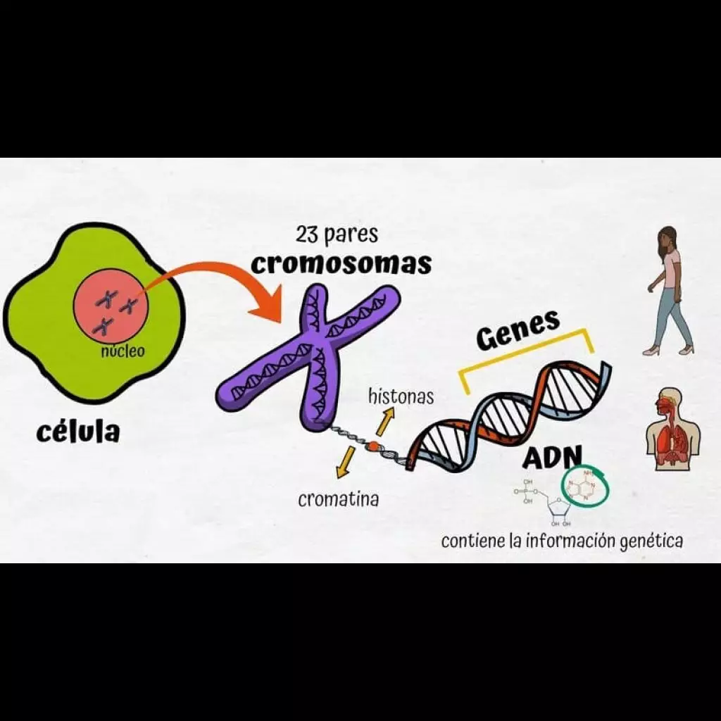 que se estudia en genética